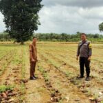 Polisi Menanam Jagung, Untuk Program Ketahanan Pangan Nasional IMG-20250102-WA0028